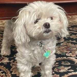 Meet your Posher, Manvi